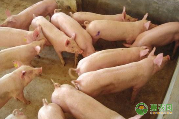 今日生猪多少钱一斤？2019年全国各地生猪价格行情